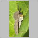 Diaphora mendica - Graubaer 02.jpg